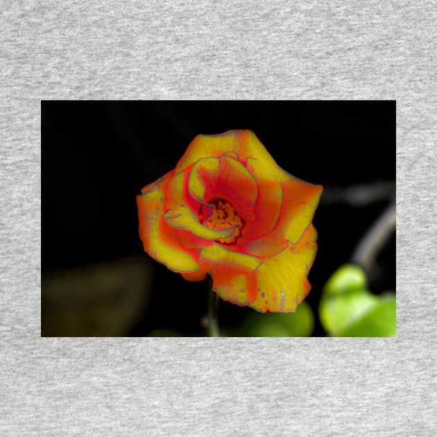 Yellow red rose blossom by kall3bu